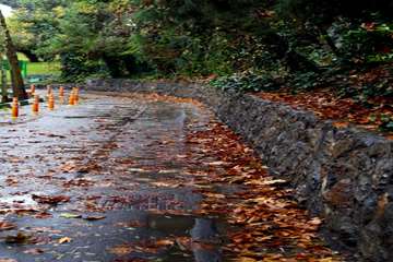 پاییز در دانشگاه علوم بهزیستی و توانبخشی